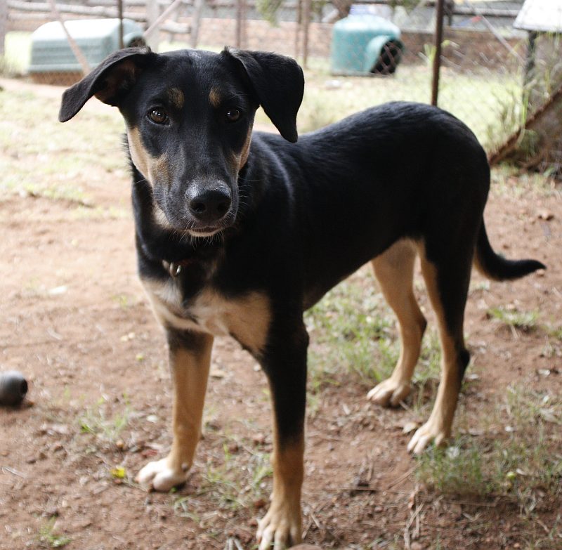Amber, a border collie available for adoption