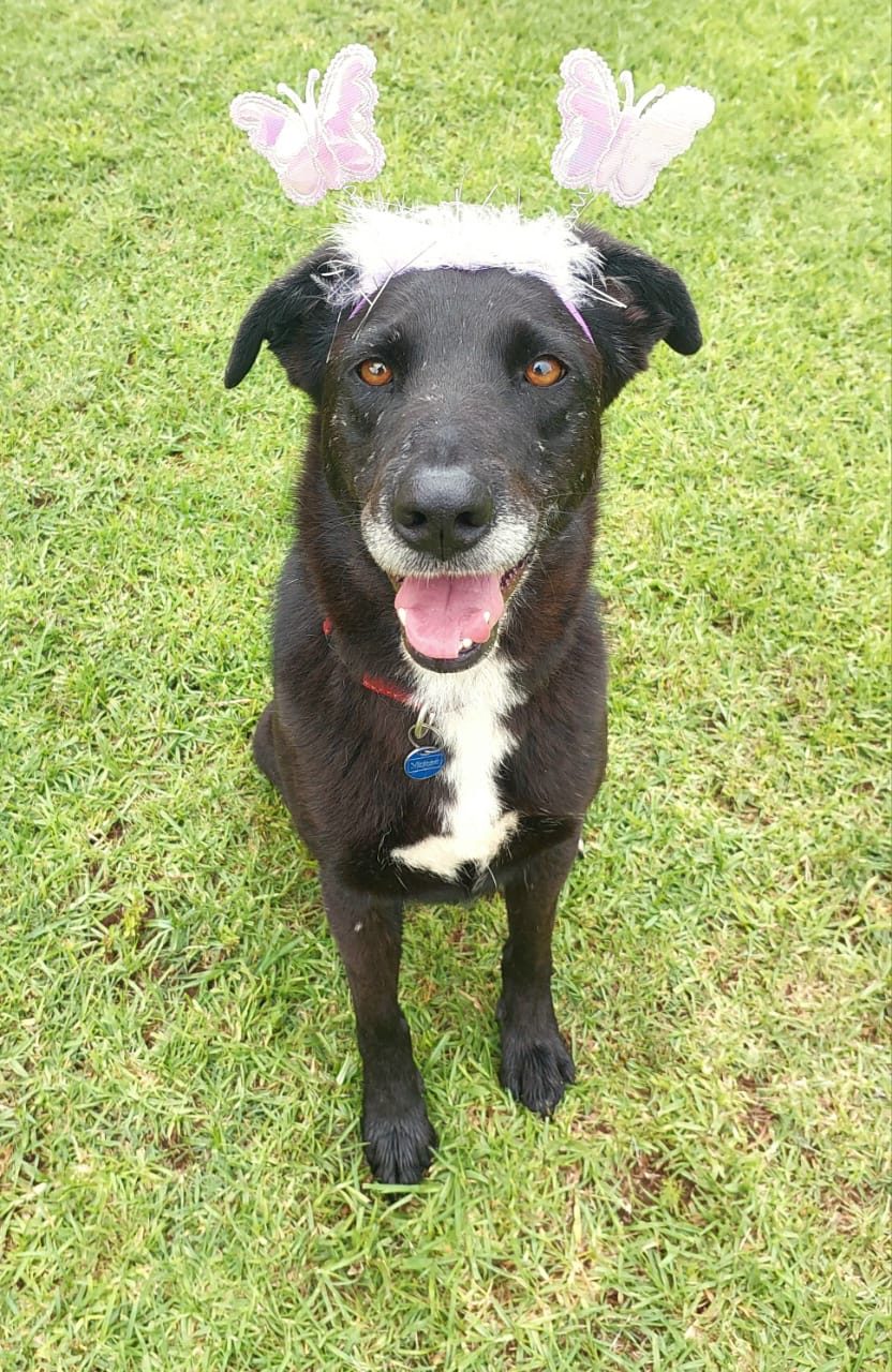 Blackie, a border collie available for adoption