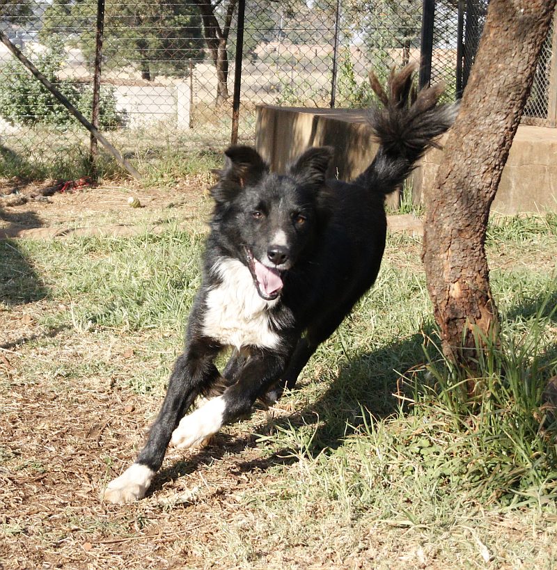 Bloem, a border collie available for adoption