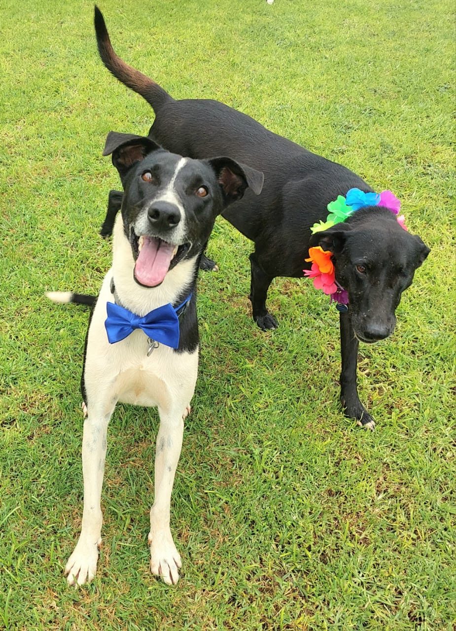 Boss & Dolphine, a border collie available for adoption
