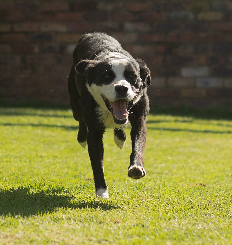 Brassie, a border collie available for adoption