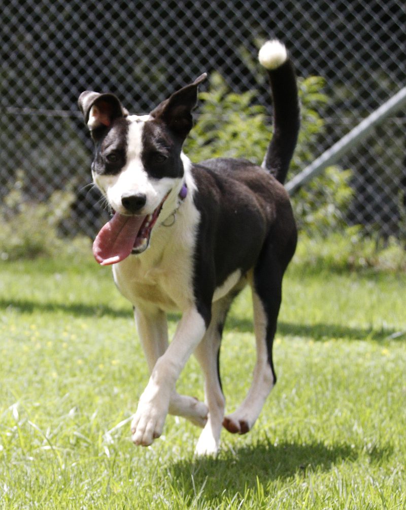 Bruno, a border collie available for adoption
