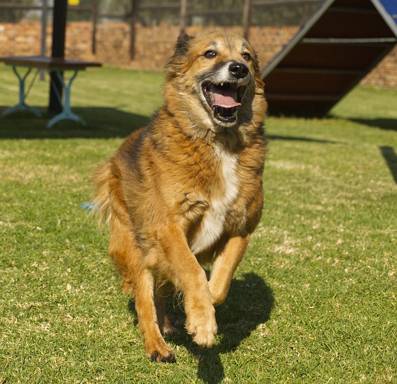 Dug, a border collie available for adoption