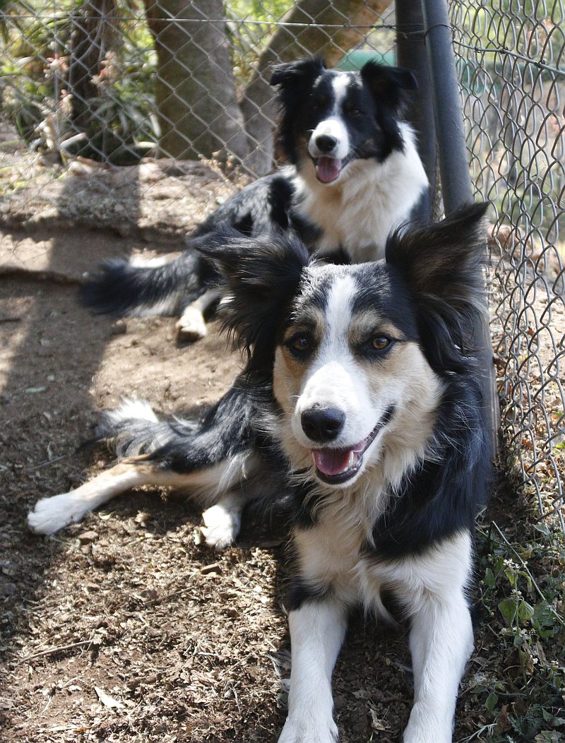 Jack & Lizzy, a border collie available for adoption