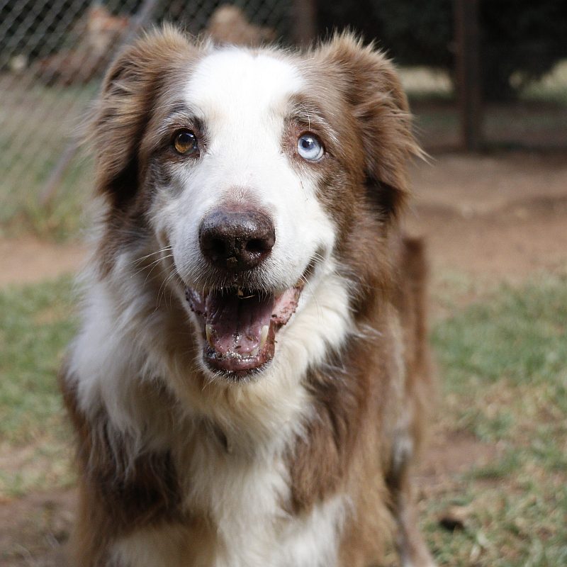 Kai, a border collie available for adoption