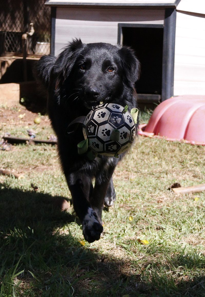 Leo, a border collie available for adoption