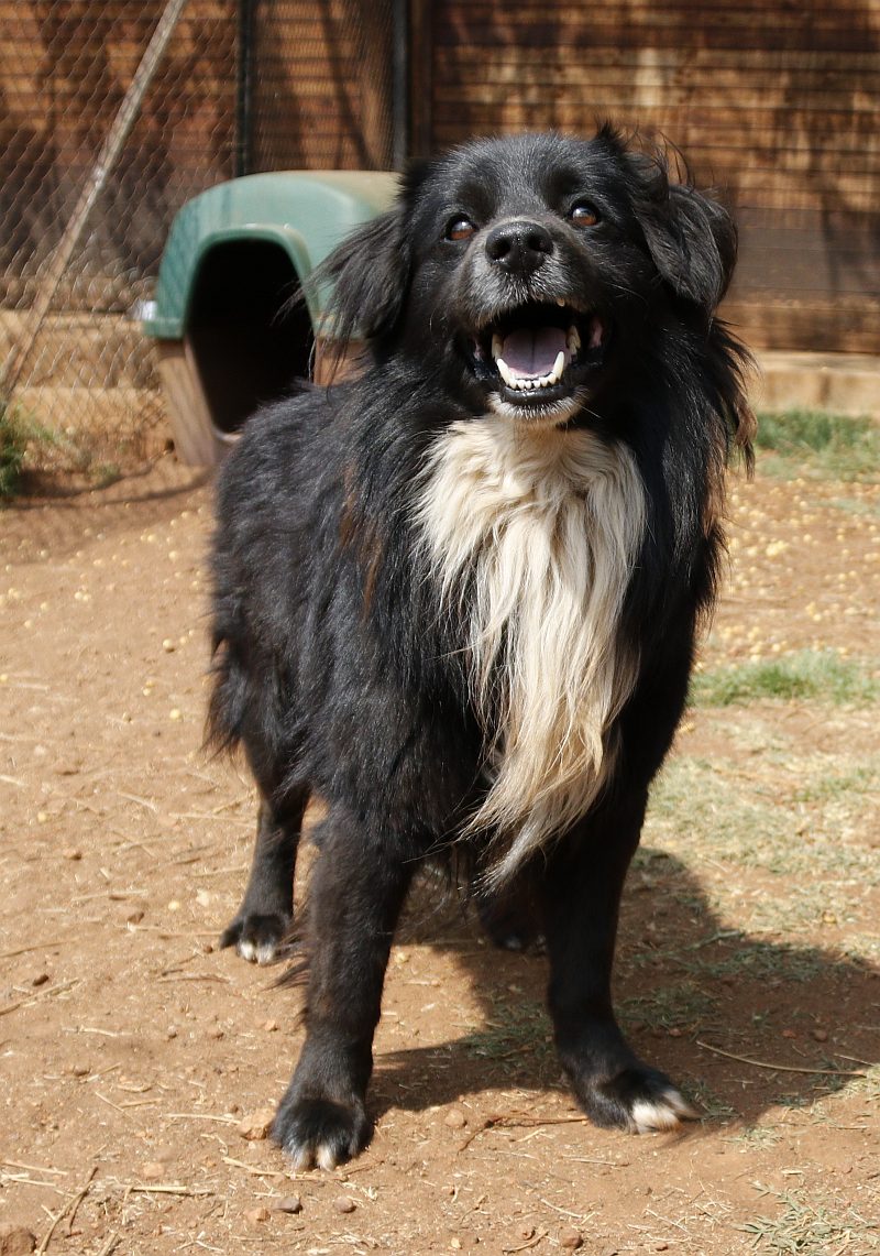 Max, a border collie available for adoption