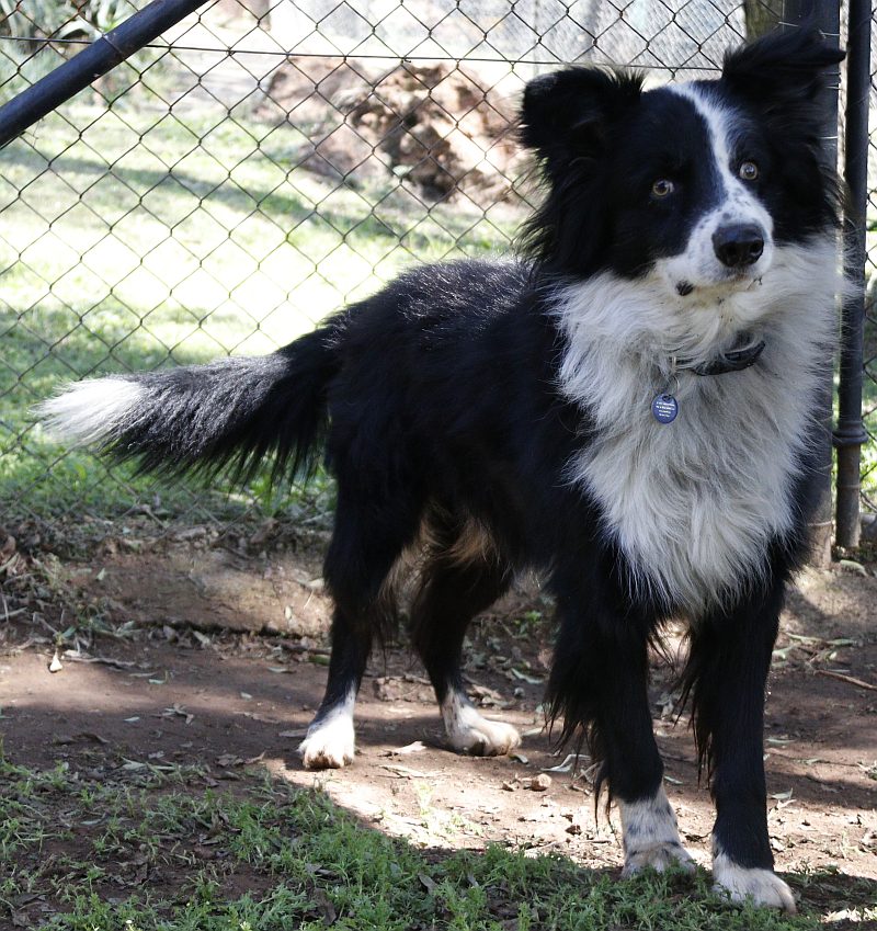 Midnight, a border collie available for adoption