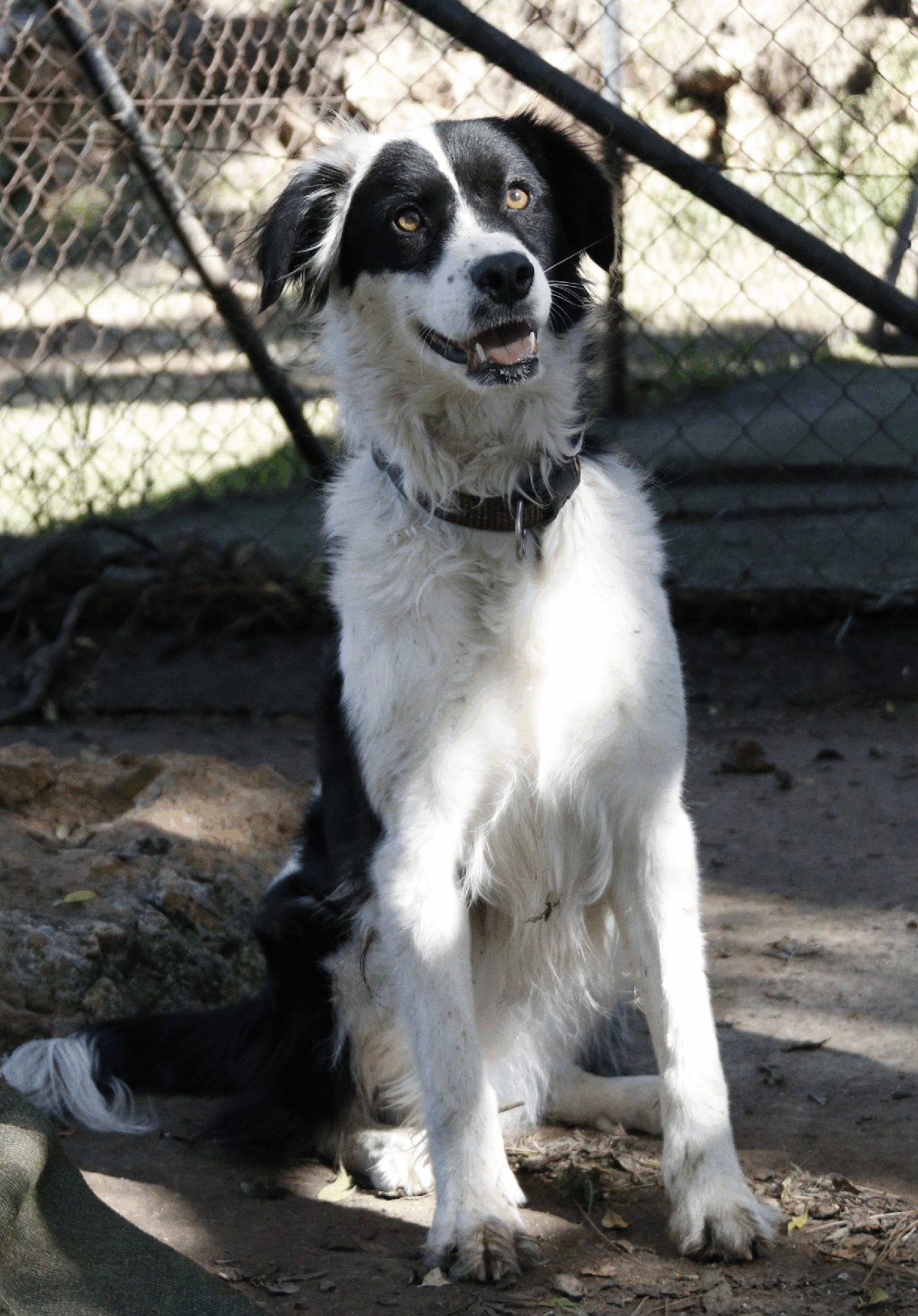 Moana, a border collie available for adoption