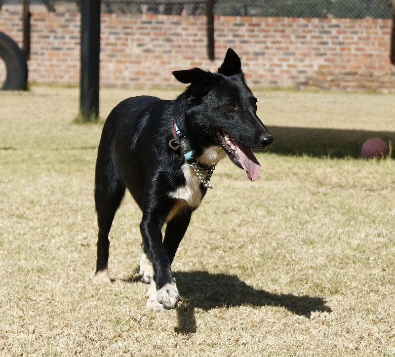 Oreo, a border collie available for adoption