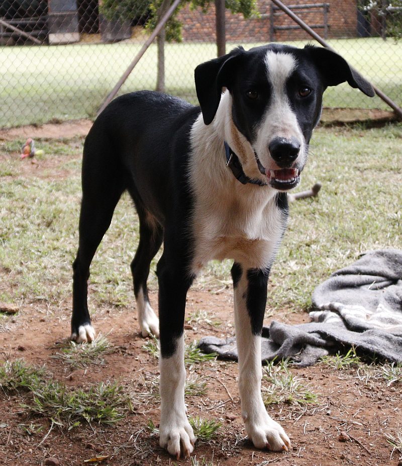 Oscar, a border collie available for adoption