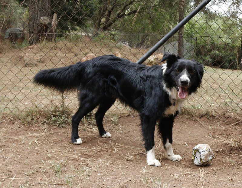 Ozzy, a border collie available for adoption