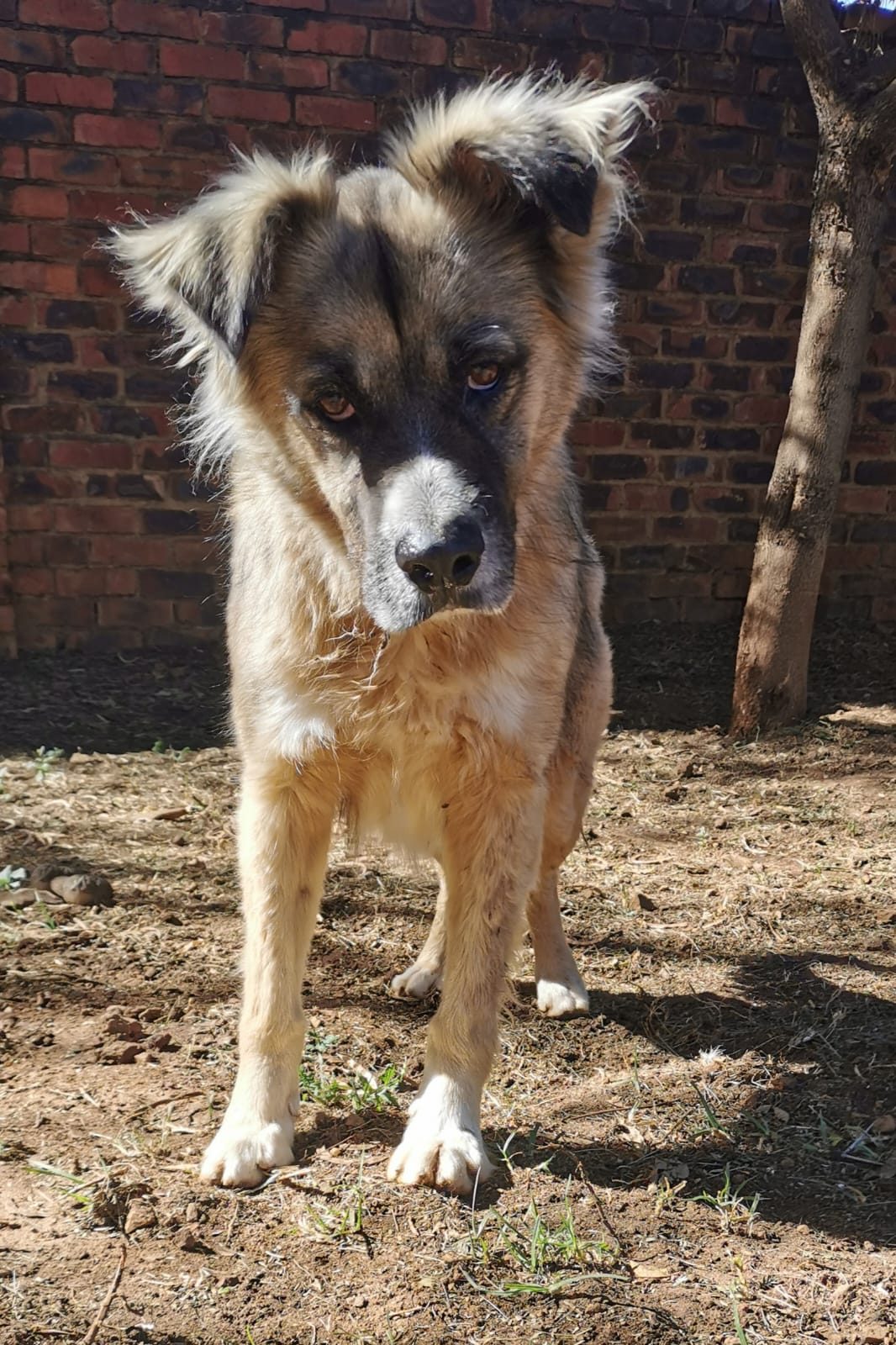 Parker, a border collie available for adoption
