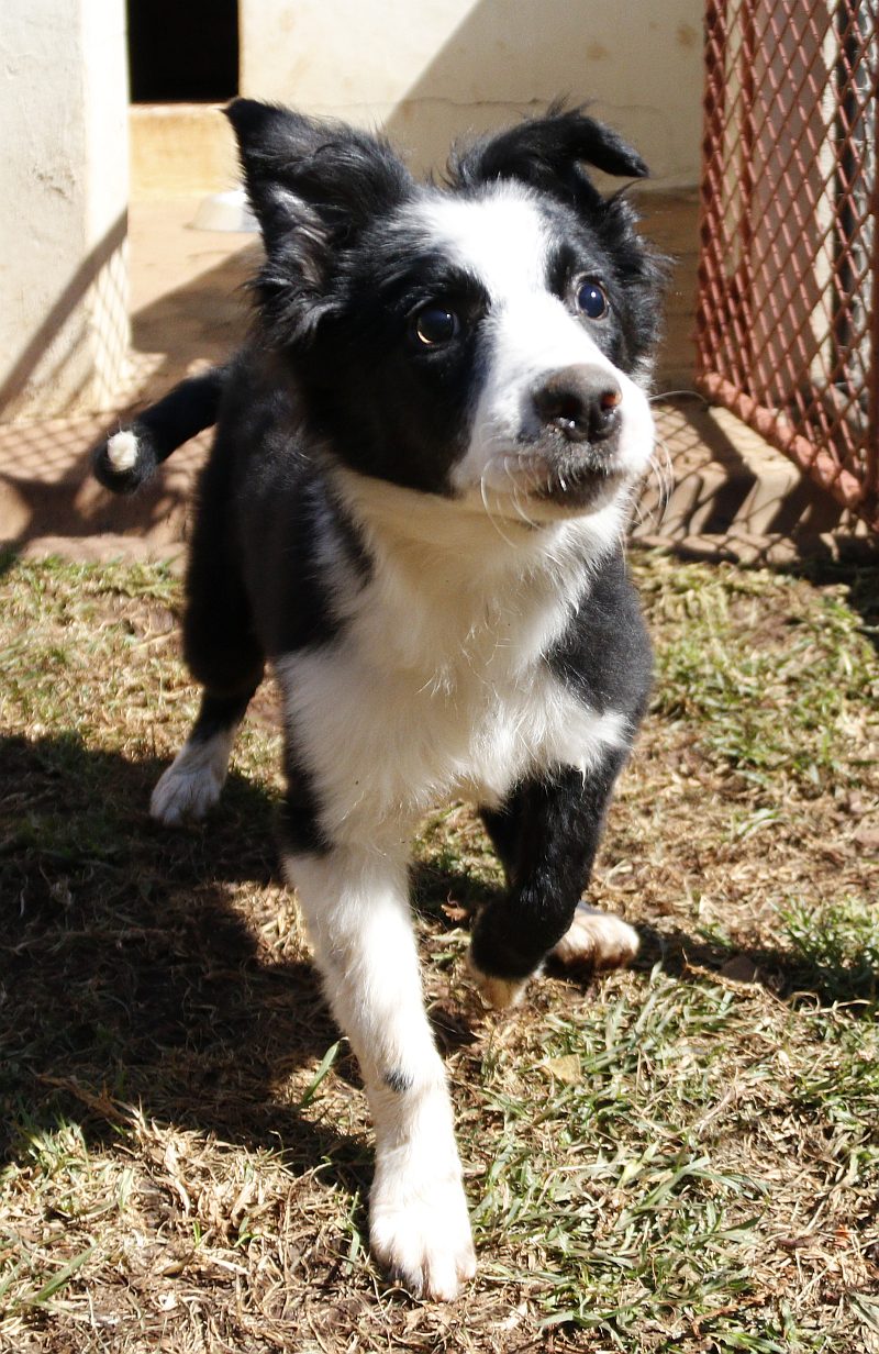 Pepsi, a border collie available for adoption