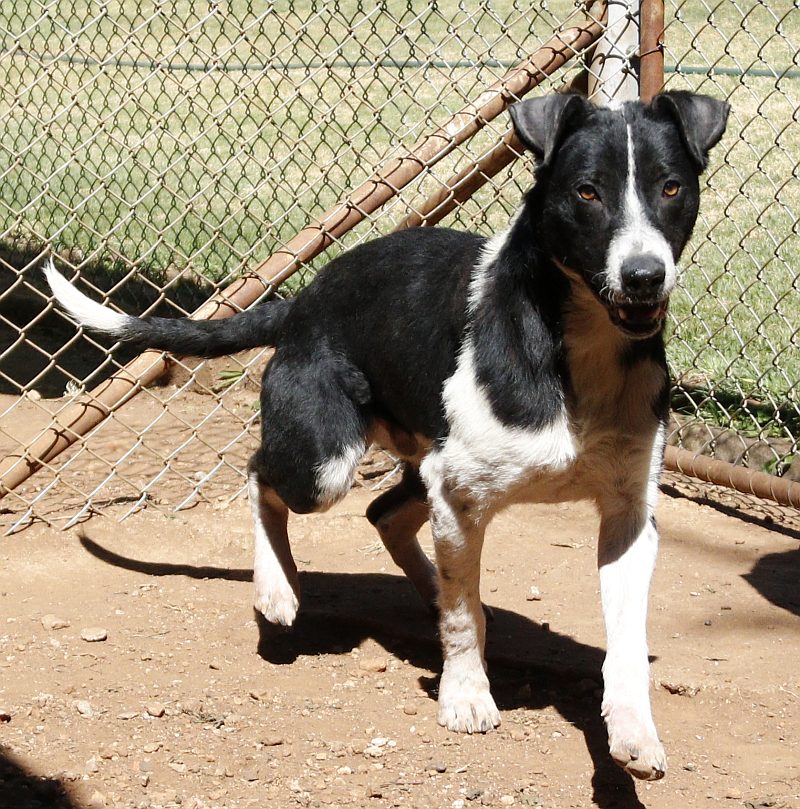 Quigney, a border collie available for adoption