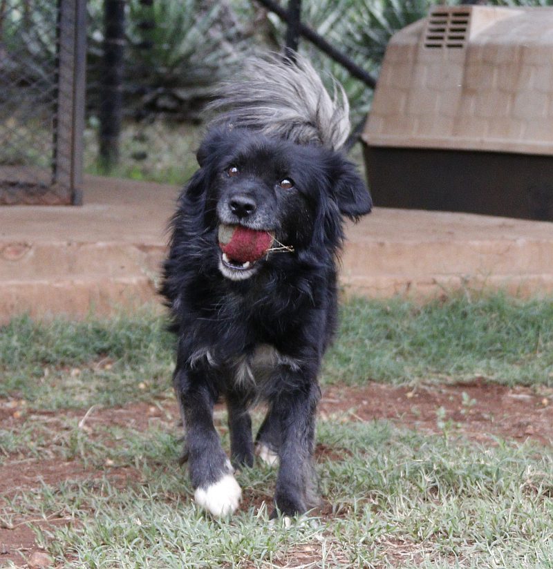 Robbie, a border collie available for adoption