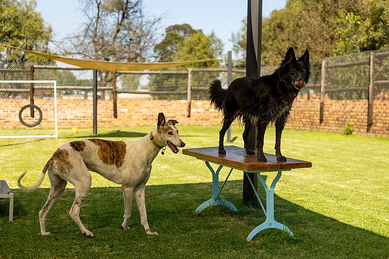 Sally & Finn, a border collie available for adoption