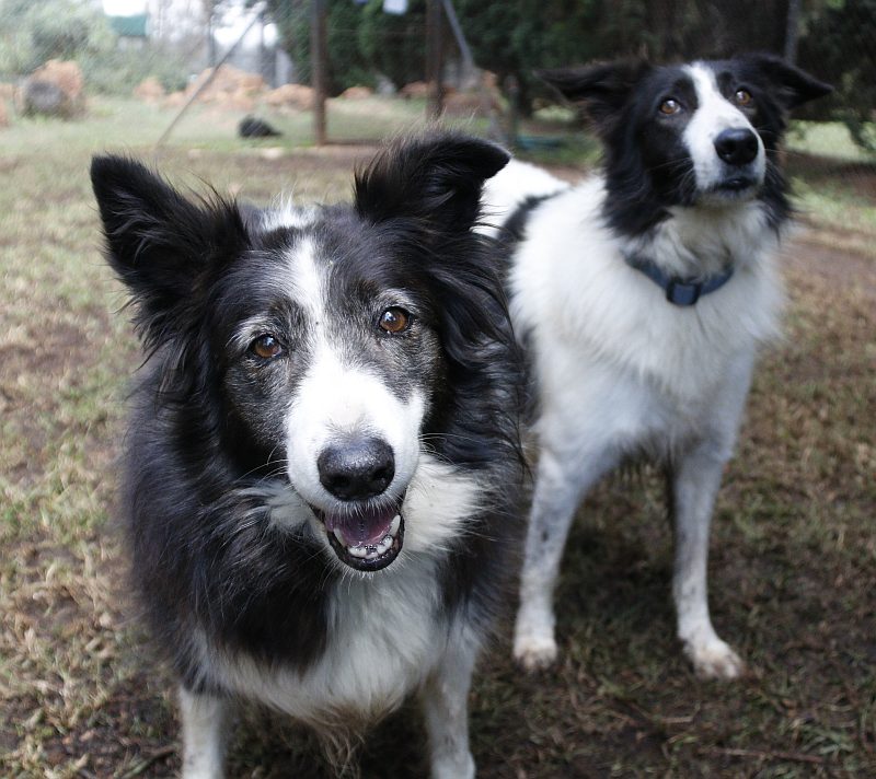 Sasha & Ice, a border collie available for adoption