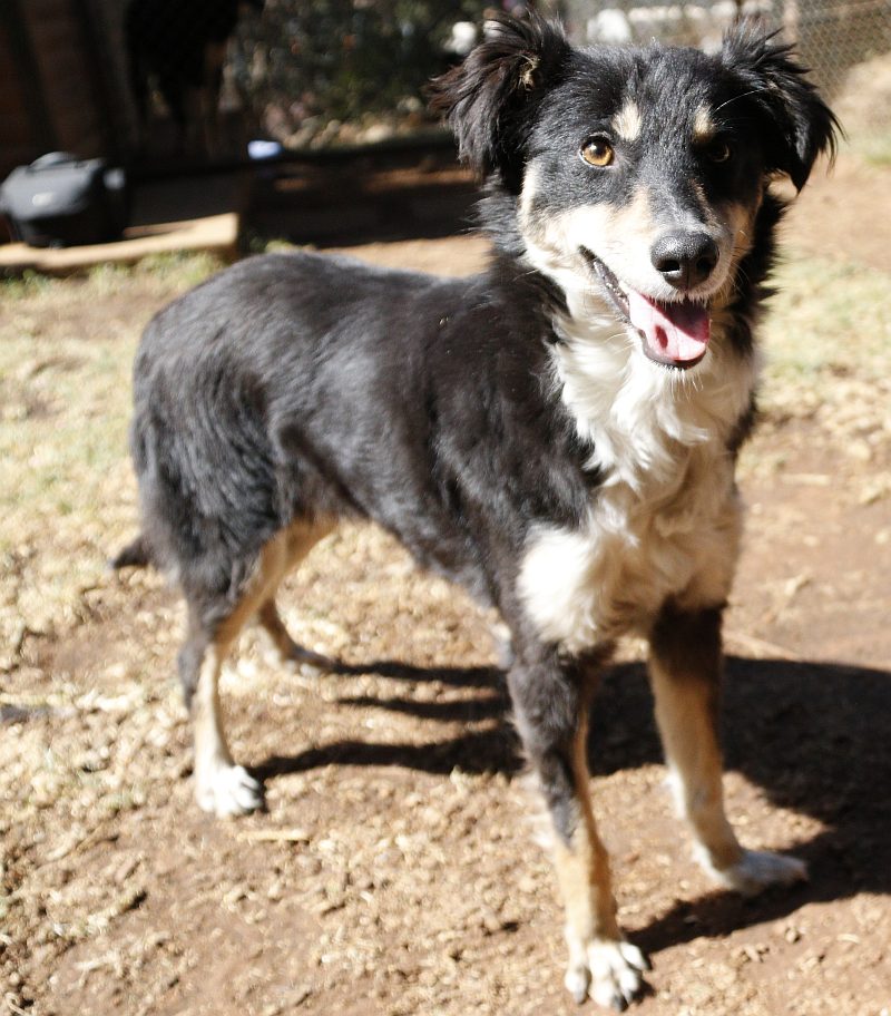 Spotty, a border collie available for adoption