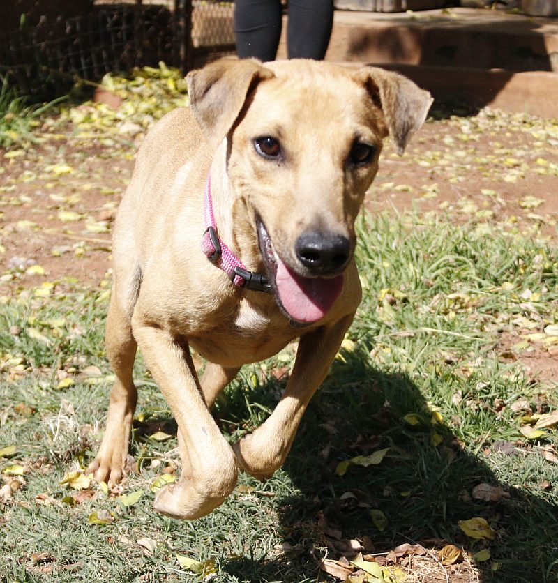 Thembi, a border collie available for adoption
