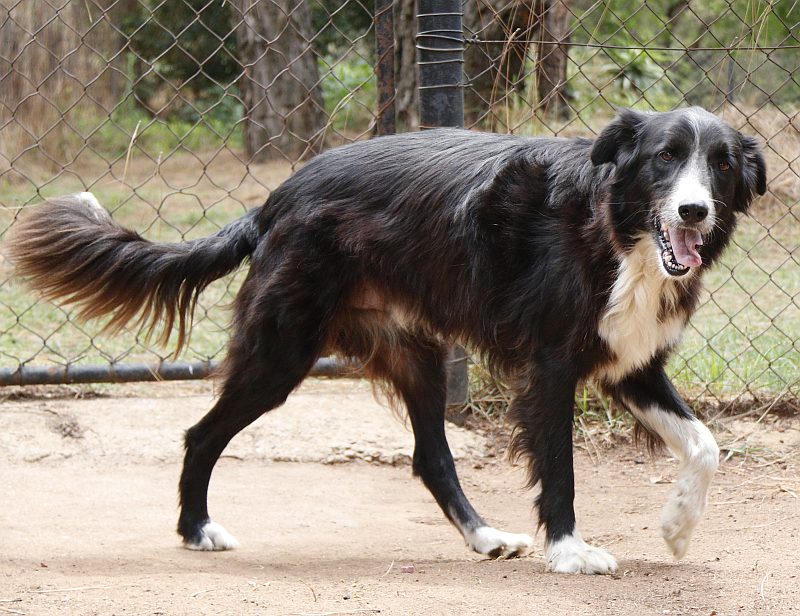 Toby, a border collie available for adoption