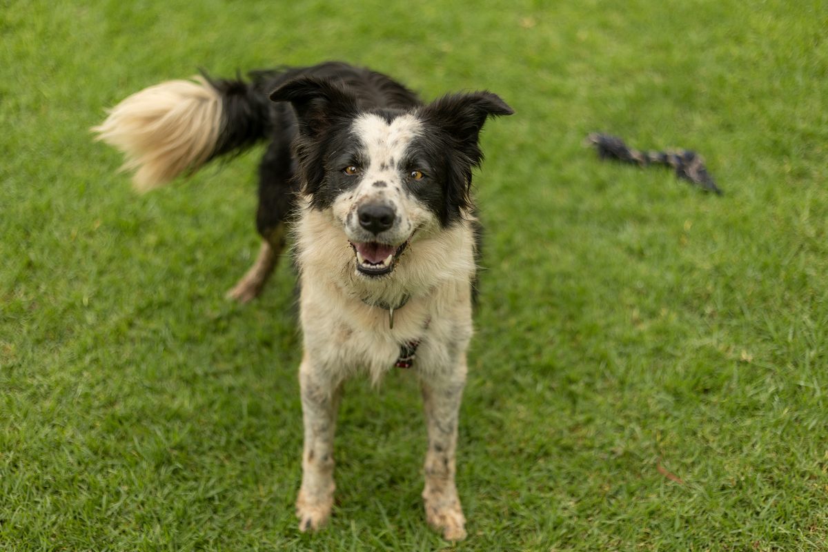 Vinnie, a border collie available for adoption