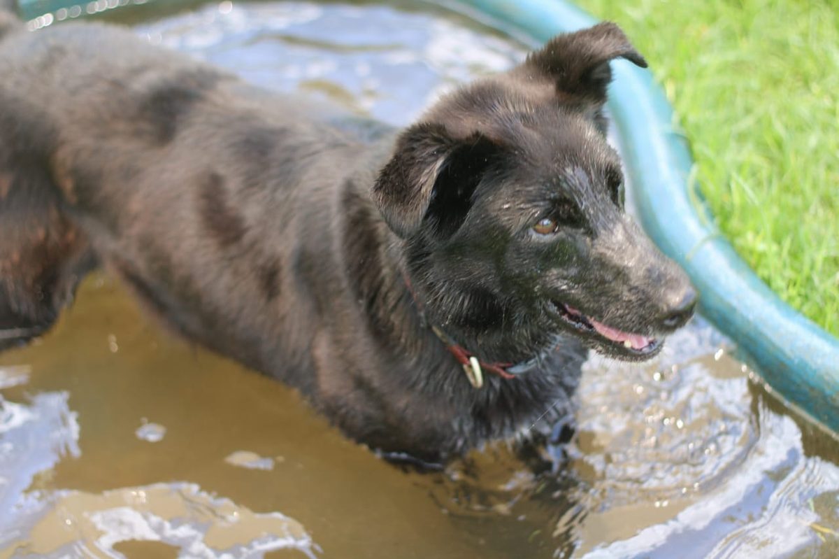 Jackie, retired endangered-species detection dog, now ready for the couch.