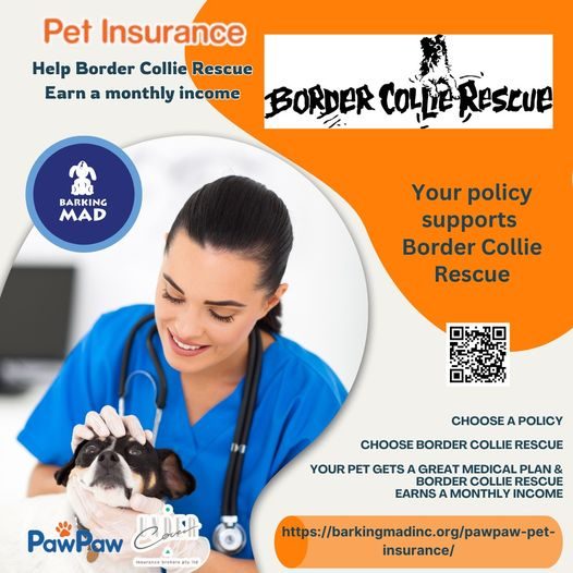 Pet Insurance Through Barking Mad